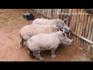 rhinos squeak when they don't get milk