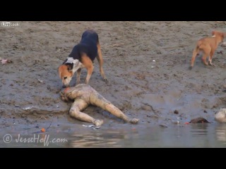 a dog eats a corpse on a river in india